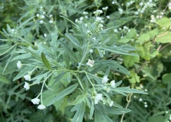 வடக்கில் பார்த்தீனியத்தை கட்டுப்படுத்த சட்ட நடவடிக்கை