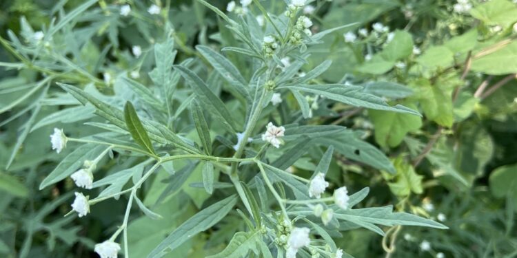 வடக்கில் பார்த்தீனியத்தை கட்டுப்படுத்த சட்ட நடவடிக்கை