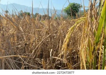 நெற்செய்கைக்கான உர மானியம் கிடைக்காததால் பெரும் பாதிப்பு