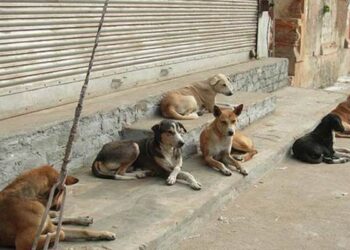 அச்சுவேலி வைத்தியசாலையில் காணப்படும் கட்டாக்காலி நாய்களை அப்புறப்படுத்துக