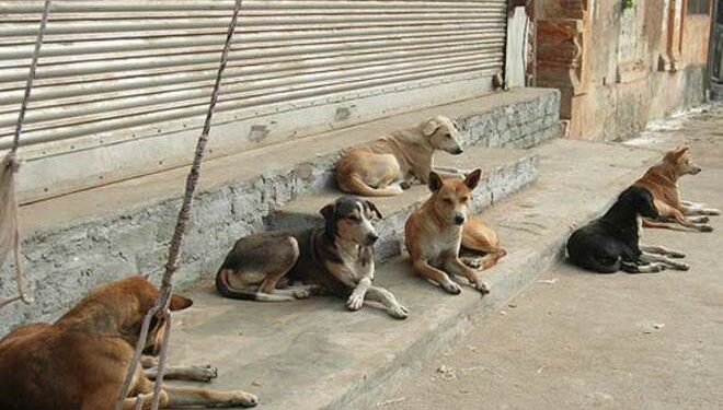 அச்சுவேலி வைத்தியசாலையில் காணப்படும் கட்டாக்காலி நாய்களை அப்புறப்படுத்துக