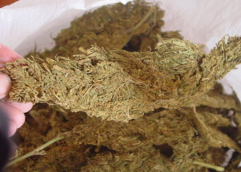 பருத்தித்துறையில் கேரள கஞ்சா : சந்தேகநபர் கைது!