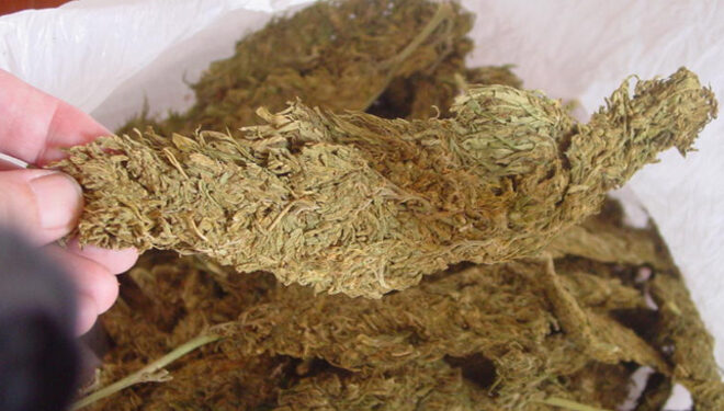 பருத்தித்துறையில் கேரள கஞ்சா : சந்தேகநபர் கைது!