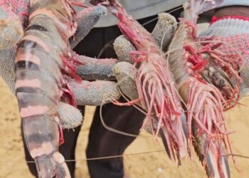 இந்திய இழுவைப்படகுகளால் முல்லைத்தீவு கடலில் அழிக்கப்பட்டு வரும் இறால் வளம்