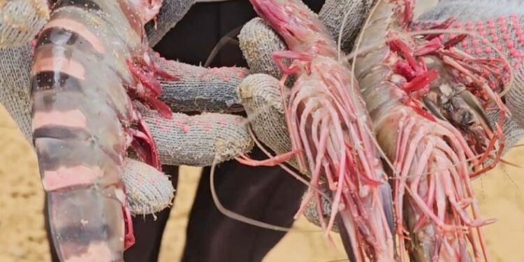 இந்திய இழுவைப்படகுகளால் முல்லைத்தீவு கடலில் அழிக்கப்பட்டு வரும் இறால் வளம்