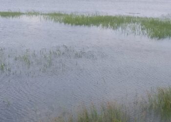 தென்மராட்சியில் அழிவைச் சந்தித்த நெற்பயிர்கள்!