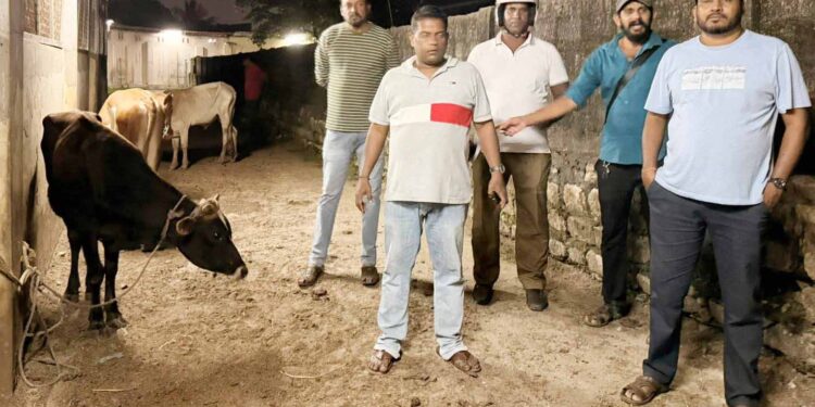 அனுமதியின்றி இறைச்சிக்காக வெட்டப்படவிருந்த – கன்றுகள் உட்பட 15 மாடுகள் மீட்பு