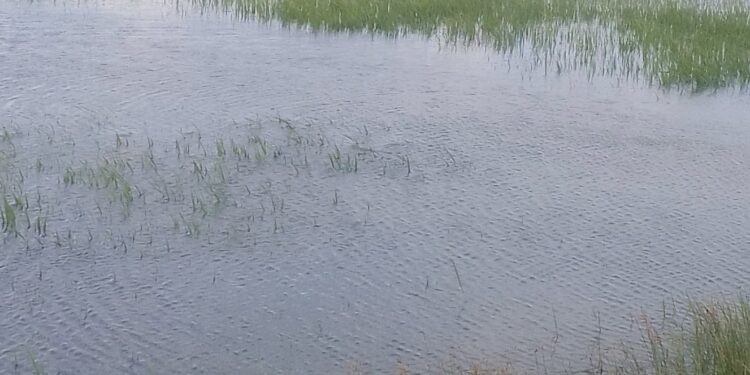 தென்மராட்சியில் அழிவைச் சந்தித்த நெற்பயிர்கள்!