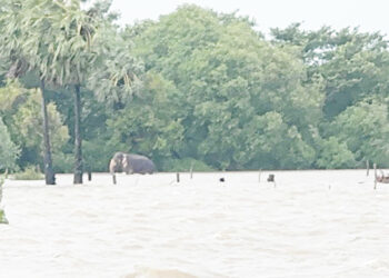 பயிர் நிலங்களை சேதப்படுத்தும் யானைகள்