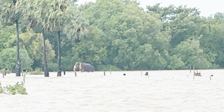 பயிர் நிலங்களை சேதப்படுத்தும் யானைகள்