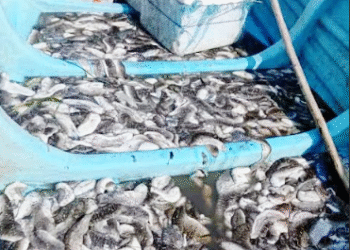 இரணைத்தீவு கடலட்டை பண்ணைகள் பெரும் அழிவு!