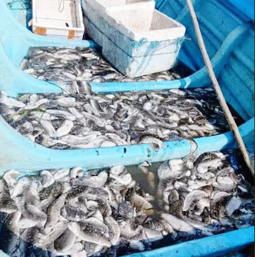 இரணைத்தீவு கடலட்டை பண்ணைகள் பெரும் அழிவு!