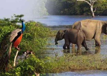 தேசிய பூங்காக்கள், சுற்றுலா விடுதிகள் இன்று மீண்டும் திறக்கப்படும்