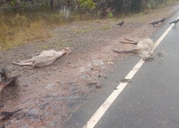 வடமராட்சியில் இறந்த நிலையில் கால்நடைகள்!