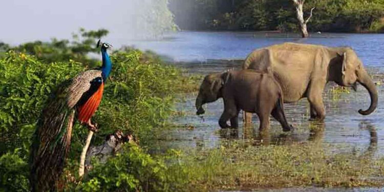 தேசிய பூங்காக்கள், சுற்றுலா விடுதிகள் இன்று மீண்டும் திறக்கப்படும்