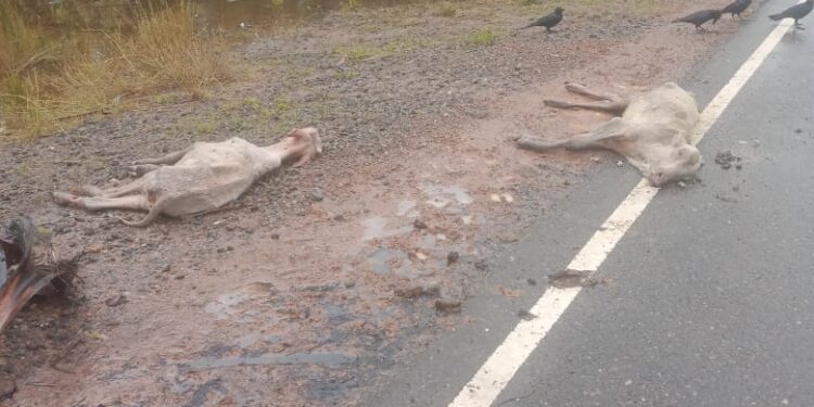 வடமராட்சியில் இறந்த நிலையில் கால்நடைகள்!