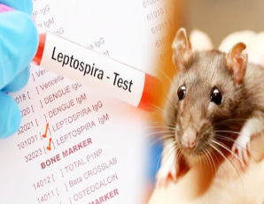 எலிக்காய்ச்சல் தொற்று : கிளிநொச்சி வாசி பலி!