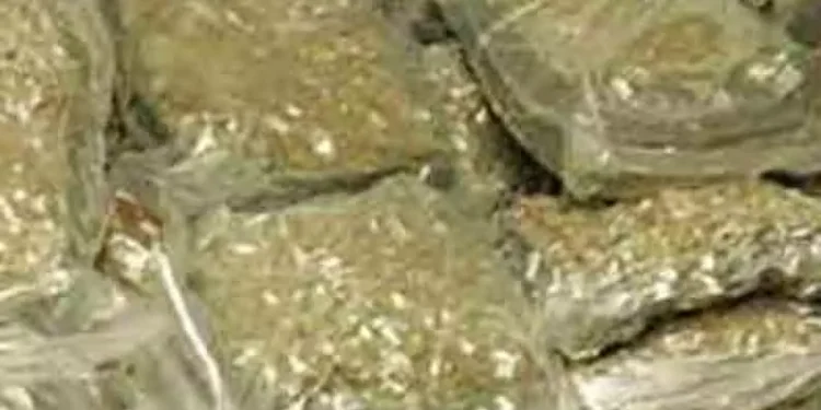 இந்தியாவிலிருந்து இலங்கைக்கு கடத்தவிருந்த கஞ்சா பறிமுதல்