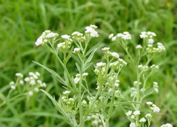 சாவகச்சேரி நகரசபை எல்லைக்குள் பரவி வருகின்ற பாதீனிய செடிகளை அழிக்க நடவடிக்கை தேவை!