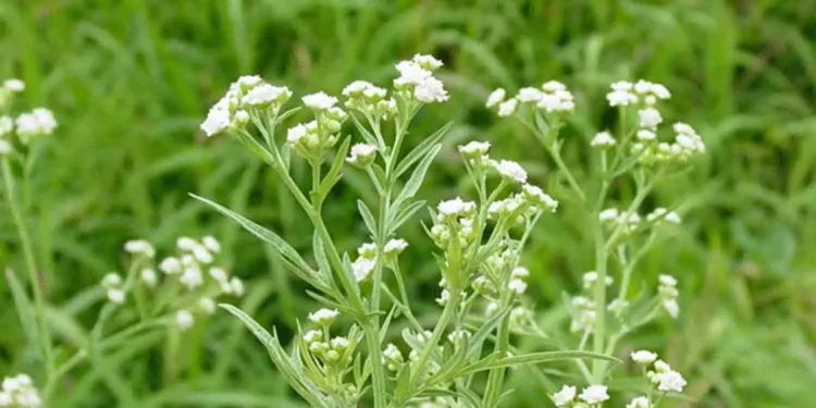 சாவகச்சேரி நகரசபை எல்லைக்குள் பரவி வருகின்ற பாதீனிய செடிகளை அழிக்க நடவடிக்கை தேவை!