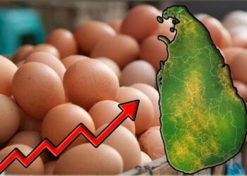 முட்டையின் விலை சடுதியாக அதிகரிப்பு!