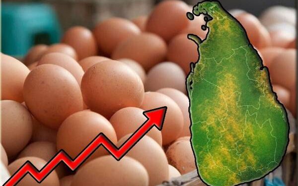 முட்டையின் விலை சடுதியாக அதிகரிப்பு!