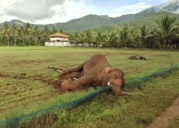யானைகள் இறப்பு வீதம் உயர்வு – தெற்காசிய நாடுகளில் இலங்கைக்கு முதலிடம்!