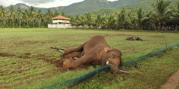 யானைகள் இறப்பு வீதம் உயர்வு – தெற்காசிய நாடுகளில் இலங்கைக்கு முதலிடம்!