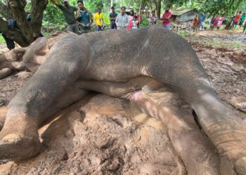 காட்டு யானைக்கு எரிகாயம் ஏற்படுத்திய மூவரின் விளக்கமறியல் நீடிப்பு