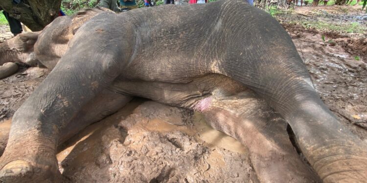 காட்டு யானைக்கு எரிகாயம் ஏற்படுத்திய மூவரின் விளக்கமறியல் நீடிப்பு