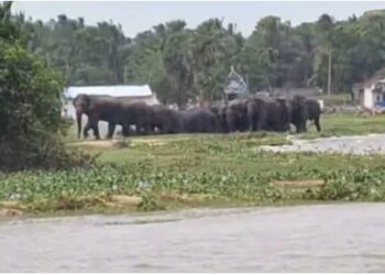 மகிழவெட்டுவான் கிராமத்திற்குள் நுழைந்த காட்டு யானைகள்!