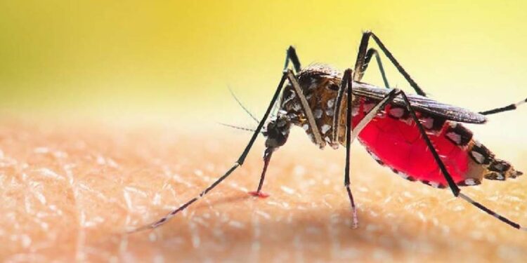 டெங்கு நுளம்பு பெருகக்கூடிய சூழலை வைத்திருந்த 30 பேருக்கு – மூன்று இலட்சம் ரூபா அபராதம்!