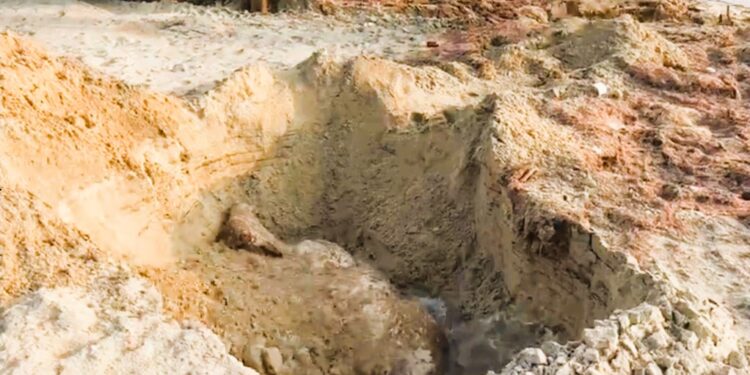 மன்னாரில் கரையொதுங்கிய மாடுகள்!