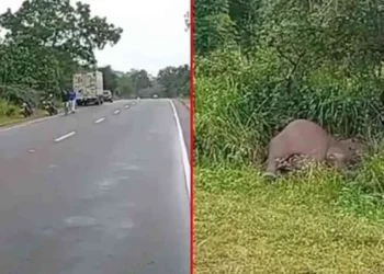 திருகோணமலையில் விபத்து : யானை பலி