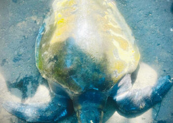 கடல் ஆமையுடன் மூன்று பேர் கைது!