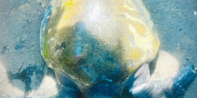 கடல் ஆமையுடன் மூன்று பேர் கைது!