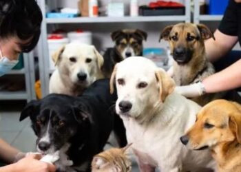 செல்லப்பிராணிகளுக்கு இலவச சிகிச்சை