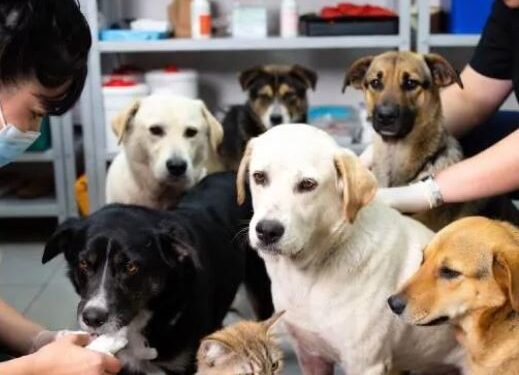 செல்லப்பிராணிகளுக்கு இலவச சிகிச்சை