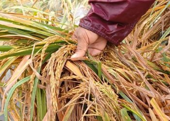 மழையால் 15,500 ஏக்கர் நெற்பயிர்கள் சேதம்!