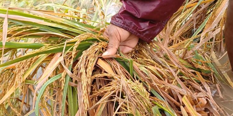 மழையால் 15,500 ஏக்கர் நெற்பயிர்கள் சேதம்!