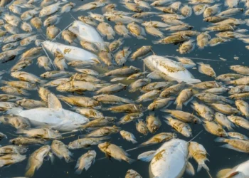 மீன்களை உண்பதை தவிருங்கள்!