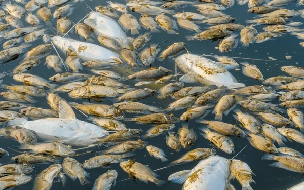 மீன்களை உண்பதை தவிருங்கள்!