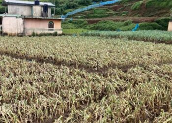 நுவரெலியா மாவட்டத்தில் – 1421 ஹெக்டர் மரக்கறிச் செய்கை அழிவடைந்தது