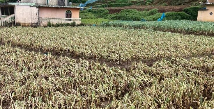 நுவரெலியா மாவட்டத்தில் – 1421 ஹெக்டர் மரக்கறிச் செய்கை அழிவடைந்தது