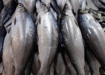 பாலைமீன் இறக்குமதிக்கு வரிச்சலுகை அமைச்சரவையால் அங்கீகாரம்