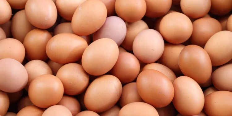 பண்டிகைக் காலத்தில் – முட்டையின் விலை அதிகரிக்கும்!