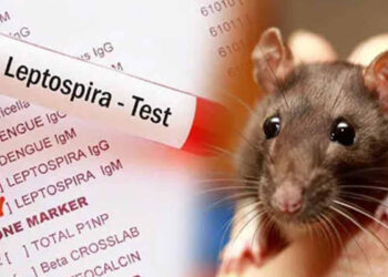 மீண்டும் மிரட்டும் எலிக்காய்ச்சல்!