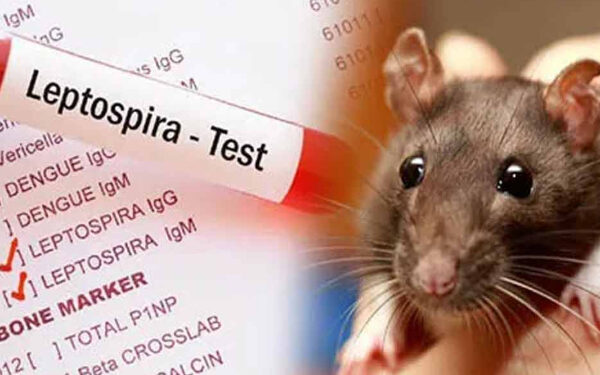 மீண்டும் மிரட்டும் எலிக்காய்ச்சல்!