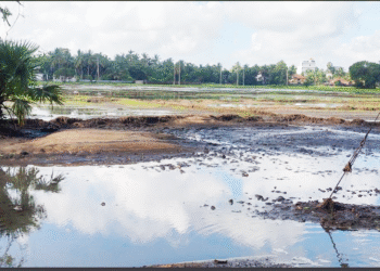 வவுனியாவில் வெள்ளத்தால் நெற்செய்கை அழிவு!