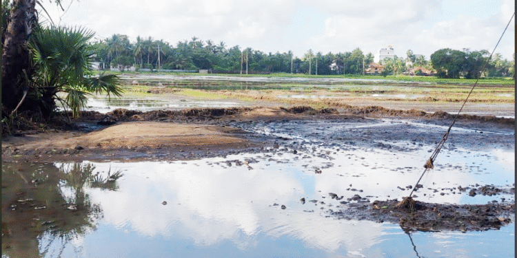 வவுனியாவில் வெள்ளத்தால் நெற்செய்கை அழிவு!